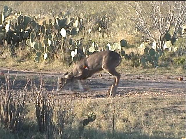 South Texas Bowhunting 