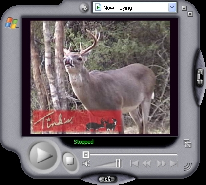 Tinks #69 Buck Lure Lip Curl Buck