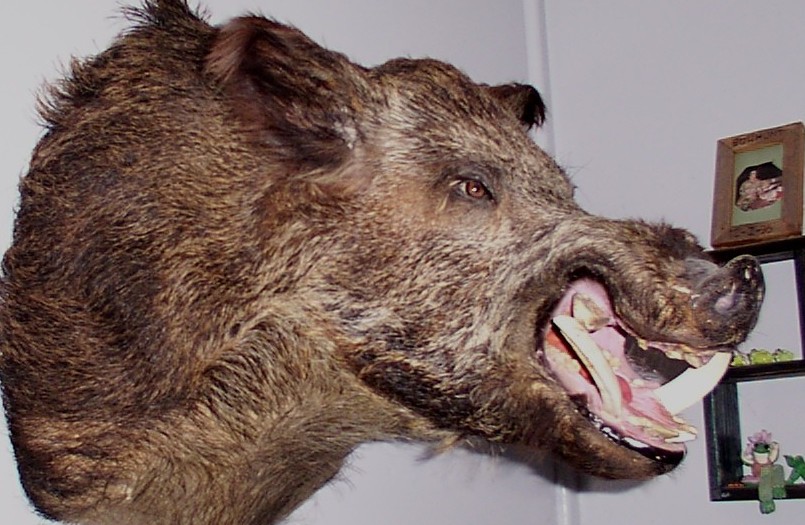 Central Texas Bowhunt Boar