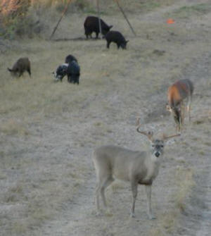 South Texas Deer